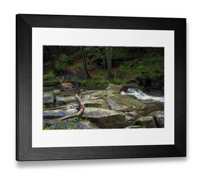 Framed Print : Sika deer (Cervus nippon) stag wading through river in forest, Land of the Leopard National Park, Russian Far East. Taken with remote camera. August Framed Print : Sika deer (Cervus nippon) stag wading through river in forest, Land of the Leopard National Park, Russian Far East. Taken with remote camera. August