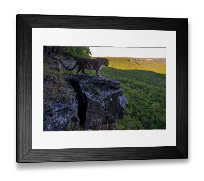 Framed Print : Amur leopard (Panthera pardus orientalis) standing on rocky cliff overlooking forest, Land of the Leopard National Park, Russian Far East. Critically endangered. Taken with remote camera. September Framed Print : Amur leopard (Panthera pardus orientalis) standing on rocky cliff overlooking forest, Land of the Leopard National Park, Russian Far East. Critically endangered. Taken with remote camera. September