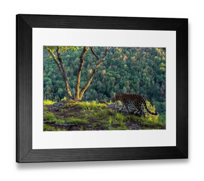 Framed Print : Amur leopard (Panthera pardus orientalis) walking on cliff top with forest behind, Land of the Leopard National Park, Russian Far East. Critically endangered. Taken with remote camera. September