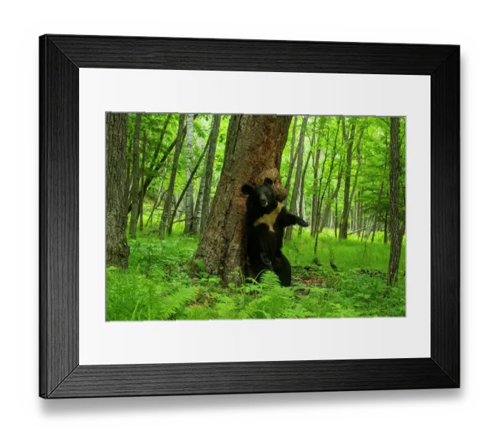 Framed Print : Asian black bear (Ursus thibetanus) scent marking tree with canker by rubbing back against it, Land of the Leopard National Park, Russian Far East. Taken with remote camera. August Framed Print : Asian black bear (Ursus thibetanus) scent marking tree with canker by rubbing back against it, Land of the Leopard National Park, Russian Far East. Taken with remote camera. August