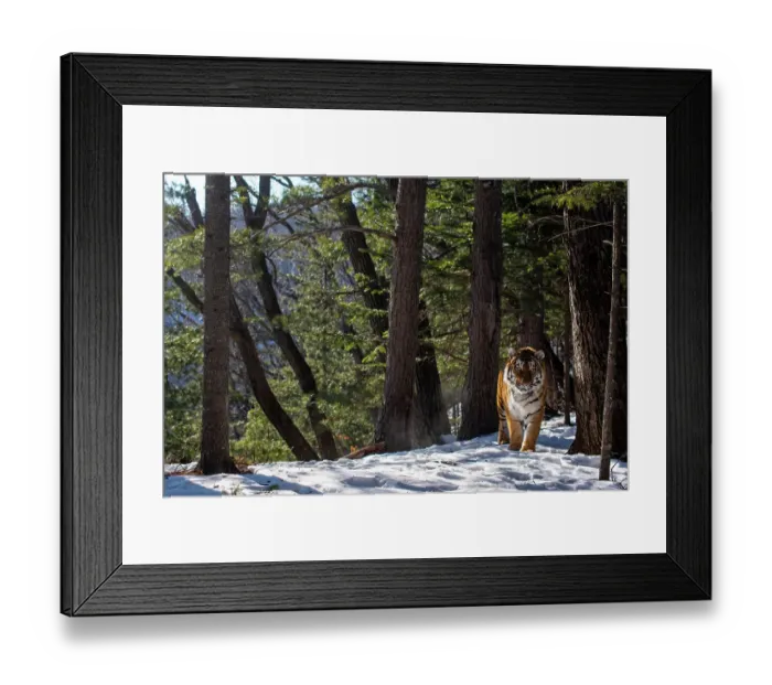 Framed Print : Siberian tiger (Panthera tigris altaica) walking through snowy forest, Land of the Leopard National Park, Russian Far East. Endangered. Taken with remote camera. January Framed Print : Siberian tiger (Panthera tigris altaica) walking through snowy forest, Land of the Leopard National Park, Russian Far East. Endangered. Taken with remote camera. January