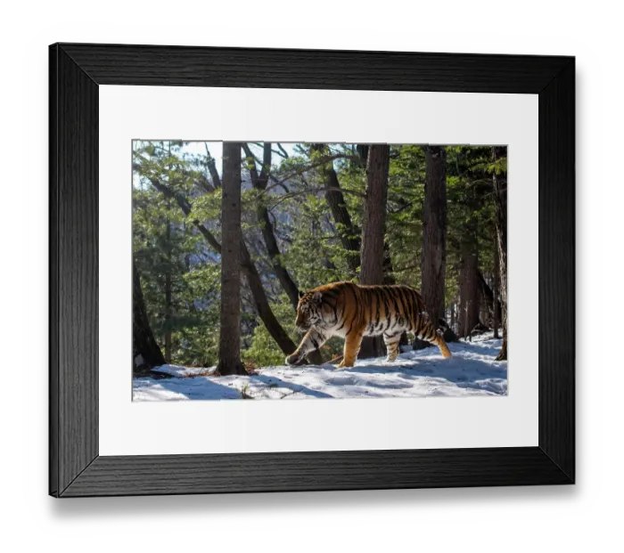 Framed Print : Siberian tiger (Panthera tigris altaica) walking through snowy forest, Land of the Leopard National Park, Russian Far East. Endangered. Taken with remote camera. January Framed Print : Siberian tiger (Panthera tigris altaica) walking through snowy forest, Land of the Leopard National Park, Russian Far East. Endangered. Taken with remote camera. January