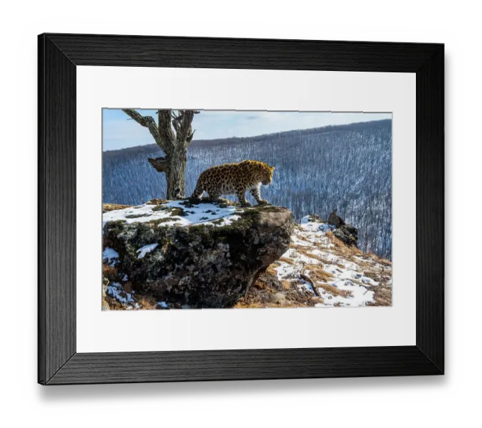 Framed Print : Amur leopard (Panthera pardus orientalis) cub standing on rocky outcrop overlooking mountain forest, Land of the Leopard National Park, Russian Far East. Critically endangered. Taken with remote camera. January Framed Print : Amur leopard (Panthera pardus orientalis) cub standing on rocky outcrop overlooking mountain forest, Land of the Leopard National Park, Russian Far East. Critically endangered. Taken with remote camera. January