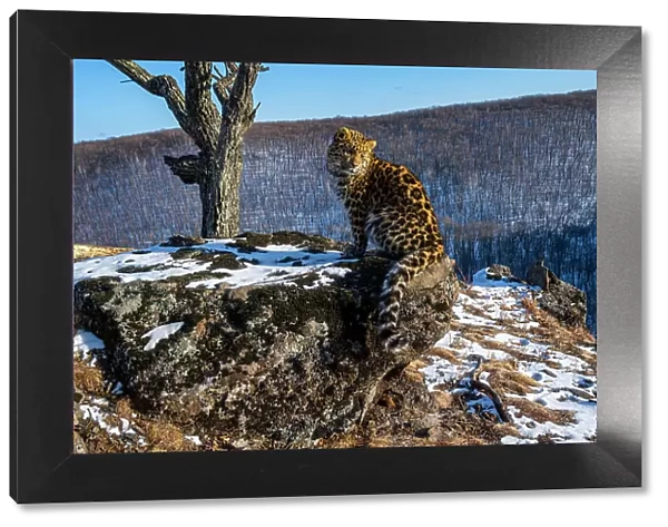 Amur leopard (Panthera pardus orientalis) cub sitting on rocky outcrop and looking around with mountain forest in background, Land of the Leopard National Park, Russian Far East. Critically endangered. Taken with remote camera. January