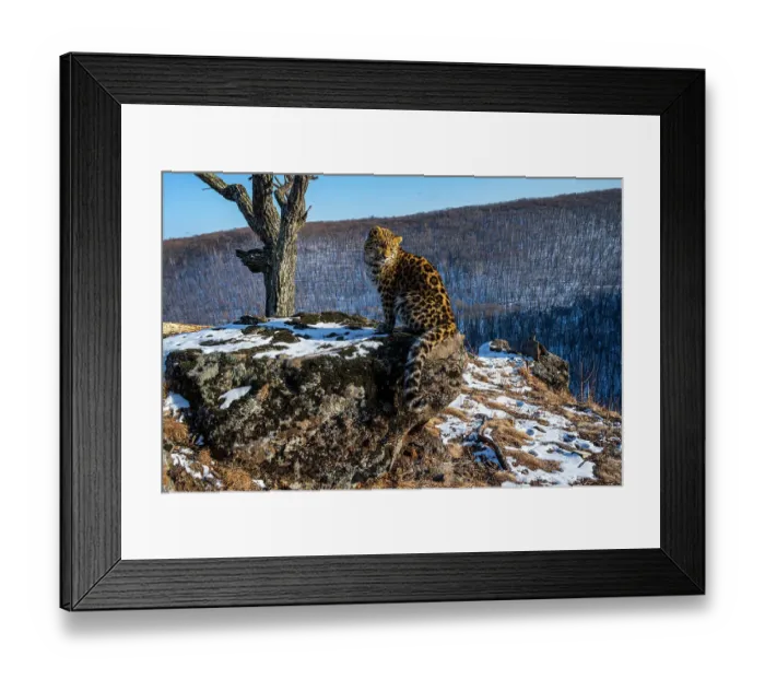 Framed Print : Amur leopard (Panthera pardus orientalis) cub sitting on rocky outcrop and looking around with mountain forest in background, Land of the Leopard National Park, Russian Far East. Critically endangered. Taken with remote camera. January Framed Print : Amur leopard (Panthera pardus orientalis) cub sitting on rocky outcrop and looking around with mountain forest in background, Land of the Leopard National Park, Russian Far East. Critically endangered. Taken with remote camera. January