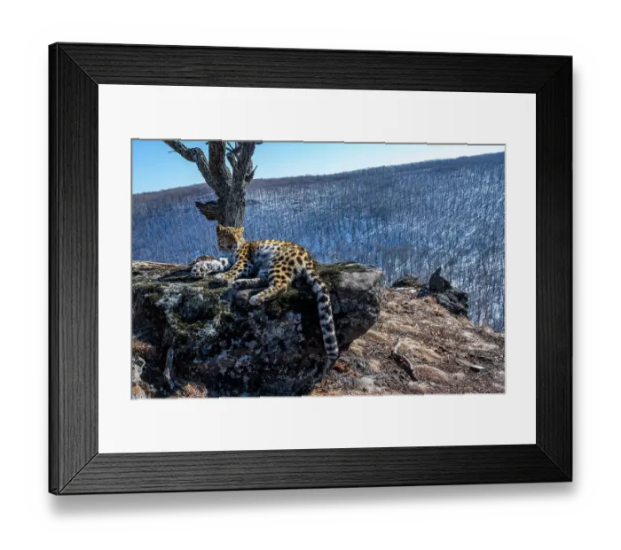 Framed Print : Amur leopard (Panthera pardus orientalis) resting on rocky outcrop overlooking mountain forest, Land of the Leopard National Park, Russian Far East. Critically endangered. Taken with remote camera. February