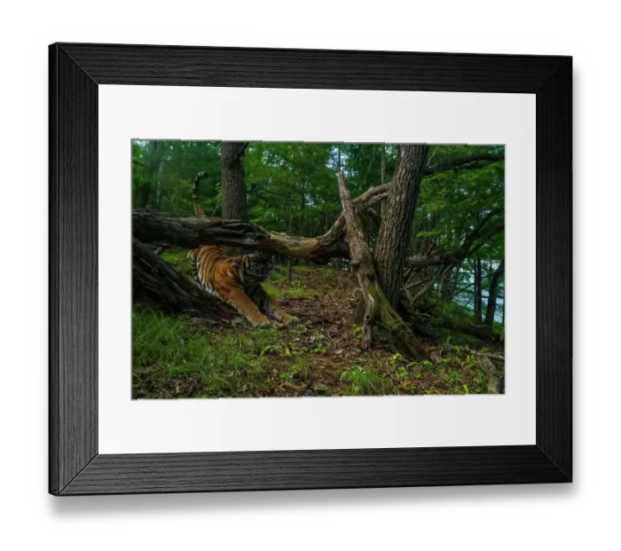 Framed Print : Siberian tiger (Panthera tigris altaica) stretching under fallen tree in forest, Land of the Leopard National Park, Russian Far East. Endangered. Taken with remote camera. August Framed Print : Siberian tiger (Panthera tigris altaica) stretching under fallen tree in forest, Land of the Leopard National Park, Russian Far East. Endangered. Taken with remote camera. August