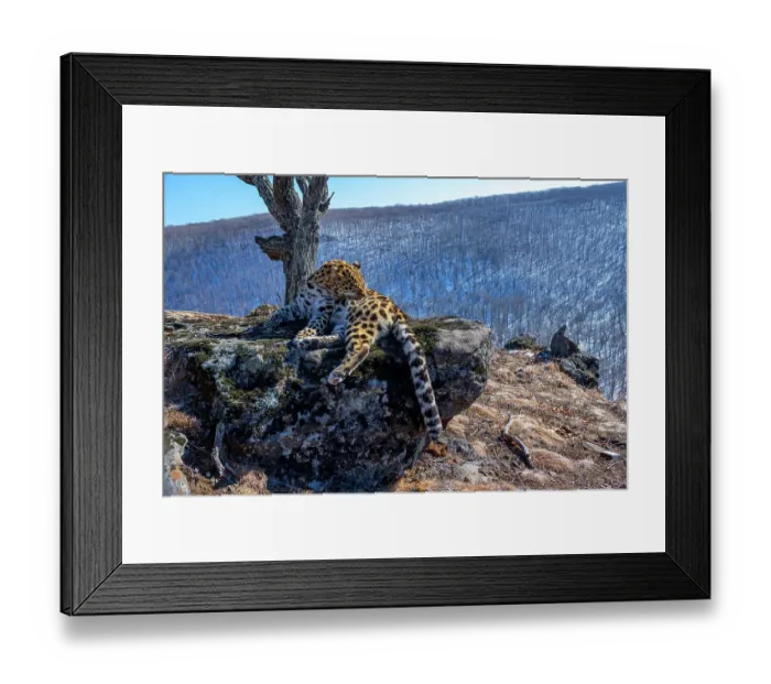 Framed Print : Amur leopard (Panthera pardus orientalis) grooming fur on side as it rests on rocky outcrop overlooking mountain forest, Land of the Leopard National Park, Russian Far East. Critically endangered. Taken with remote camera. February Framed Print : Amur leopard (Panthera pardus orientalis) grooming fur on side as it rests on rocky outcrop overlooking mountain forest, Land of the Leopard National Park, Russian Far East. Critically endangered. Taken with remote camera. February