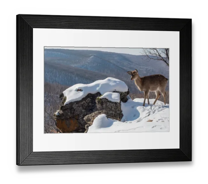 Framed Print : Sika deer (Cervus nippon) doe standing on rocky outcrop overlooking mountain forest, Land of the Leopard National Park, Russian Far East. Taken with remote camera. January Framed Print : Sika deer (Cervus nippon) doe standing on rocky outcrop overlooking mountain forest, Land of the Leopard National Park, Russian Far East. Taken with remote camera. January
