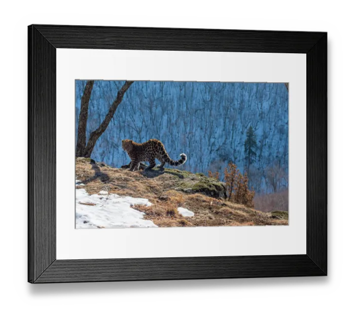 Framed Print : Amur leopard (Panthera pardus orientalis) cub standing on cliff overlooking mountain forest and looking around, Land of the Leopard National Park, Russian Far East. Critically endangered. Taken with remote camera. February Framed Print : Amur leopard (Panthera pardus orientalis) cub standing on cliff overlooking mountain forest and looking around, Land of the Leopard National Park, Russian Far East. Critically endangered. Taken with remote camera. February