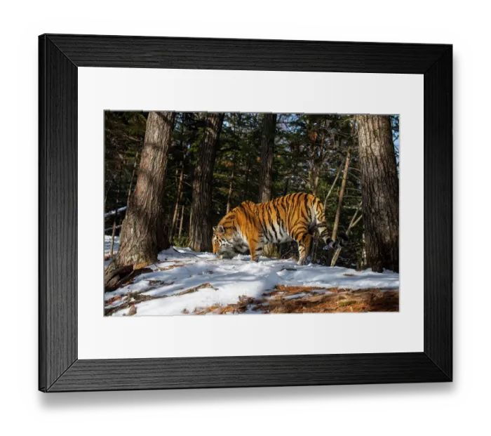 Framed Print : Siberian tiger (Panthera tigris altaica) smelling ground in snowy forest, Land of the Leopard National Park, Russian Far East. Endangered. Taken with remote camera. March Framed Print : Siberian tiger (Panthera tigris altaica) smelling ground in snowy forest, Land of the Leopard National Park, Russian Far East. Endangered. Taken with remote camera. March