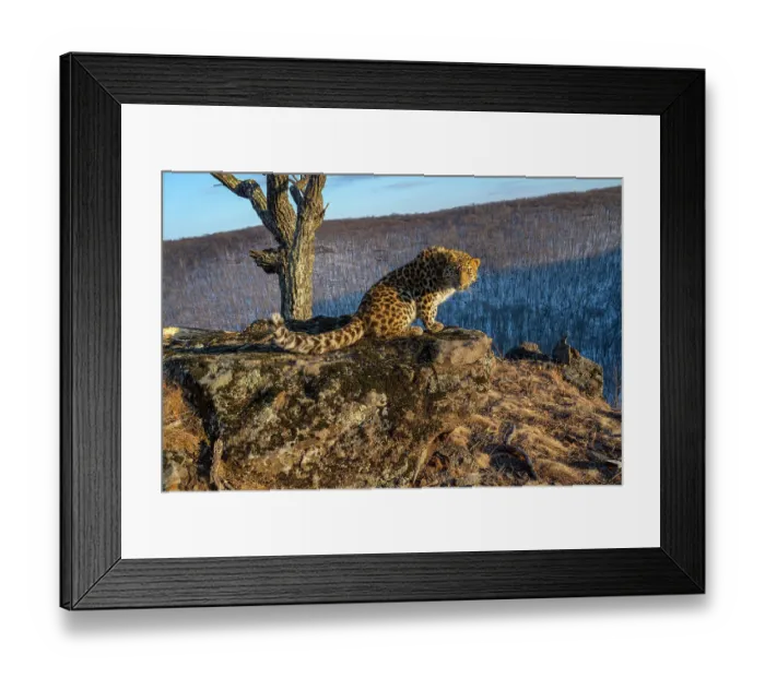 Framed Print : Amur leopard (Panthera pardus orientalis) cub sitting on rocky outcrop overlooking mountain forest and looking around, Land of the Leopard National Park, Russian Far East. Critically endangered. Taken with remote camera. February Framed Print : Amur leopard (Panthera pardus orientalis) cub sitting on rocky outcrop overlooking mountain forest and looking around, Land of the Leopard National Park, Russian Far East. Critically endangered. Taken with remote camera. February