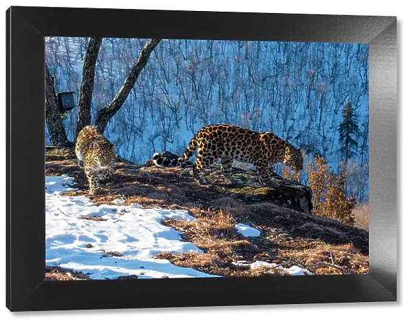 Amur leopard (Panthera pardus orientalis) mother and cub walking on rocky cliff top overlooking mountain forest, with camera trap tied to tree behind them, Land of the Leopard National Park, Russian Far East. Critically endangered