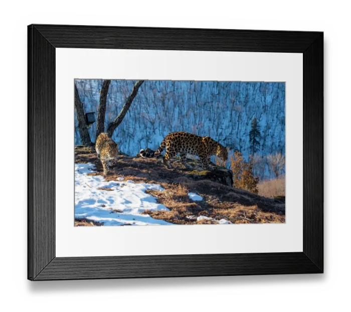 Framed Print : Amur leopard (Panthera pardus orientalis) mother and cub walking on rocky cliff top overlooking mountain forest, with camera trap tied to tree behind them, Land of the Leopard National Park, Russian Far East. Critically endangered Framed Print : Amur leopard (Panthera pardus orientalis) mother and cub walking on rocky cliff top overlooking mountain forest, with camera trap tied to tree behind them, Land of the Leopard National Park, Russian Far East. Critically endangered