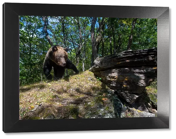 Brown bear (Ursus arctos) walking across rock in forest, Land of the Leopard National Park, Russian Far East. Taken with remote camera. September