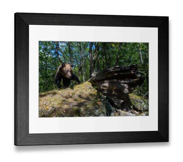 Framed Print : Brown bear (Ursus arctos) walking across rock in forest, Land of the Leopard National Park, Russian Far East. Taken with remote camera. September Framed Print : Brown bear (Ursus arctos) walking across rock in forest, Land of the Leopard National Park, Russian Far East. Taken with remote camera. September
