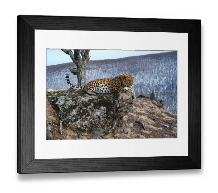 Framed Print : Amur leopard (Panthera pardus orientalis) resting on rocky outcrop overlooking forest, Land of the Leopard National Park, Russian Far East. Critically endangered. Taken with remote camera. March Framed Print : Amur leopard (Panthera pardus orientalis) resting on rocky outcrop overlooking forest, Land of the Leopard National Park, Russian Far East. Critically endangered. Taken with remote camera. March
