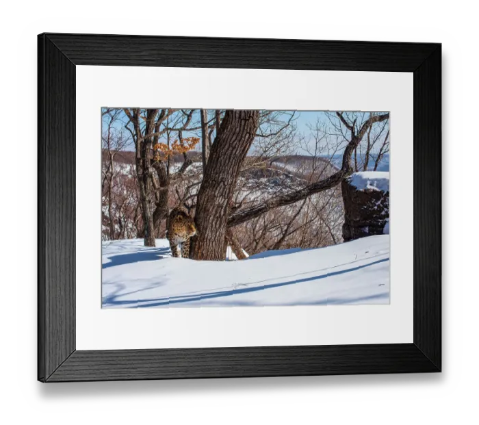 Framed Print : Amur leopard (Panthera pardus orientalis) hiding behind tree in snowy mountain forest, Land of the Leopard National Park, Russian Far East. Critically endangered. Taken with remote camera. February Framed Print : Amur leopard (Panthera pardus orientalis) hiding behind tree in snowy mountain forest, Land of the Leopard National Park, Russian Far East. Critically endangered. Taken with remote camera. February