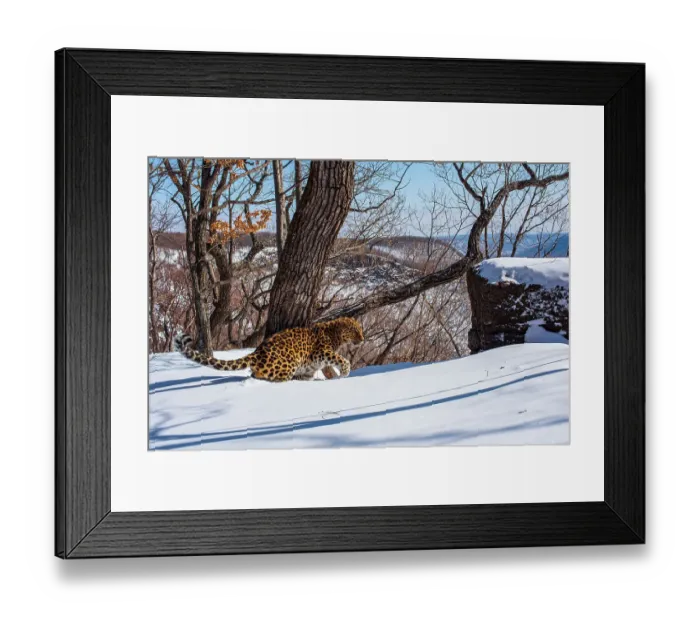 Framed Print : Amur leopard (Panthera pardus orientalis) male walking through thick snow in mountain forest, Land of the Leopard National Park, Russian Far East. Critically endangered. Taken with remote camera. February Framed Print : Amur leopard (Panthera pardus orientalis) male walking through thick snow in mountain forest, Land of the Leopard National Park, Russian Far East. Critically endangered. Taken with remote camera. February