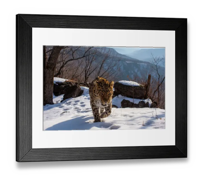 Framed Print : Amur leopard (Panthera pardus orientalis) walking up snowy mountain slope with rocks behind, Land of the Leopard National Park, Russian Far East. Critically endangered. Taken with remote camera. March Framed Print : Amur leopard (Panthera pardus orientalis) walking up snowy mountain slope with rocks behind, Land of the Leopard National Park, Russian Far East. Critically endangered. Taken with remote camera. March