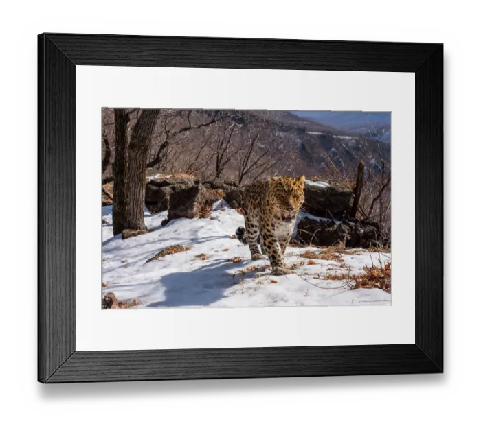 Framed Print : Amur leopard (Panthera pardus orientalis) walking up snowy mountain slope with rocks behind, Land of the Leopard National Park, Russian Far East. Critically endangered. Taken with remote camera. March Framed Print : Amur leopard (Panthera pardus orientalis) walking up snowy mountain slope with rocks behind, Land of the Leopard National Park, Russian Far East. Critically endangered. Taken with remote camera. March
