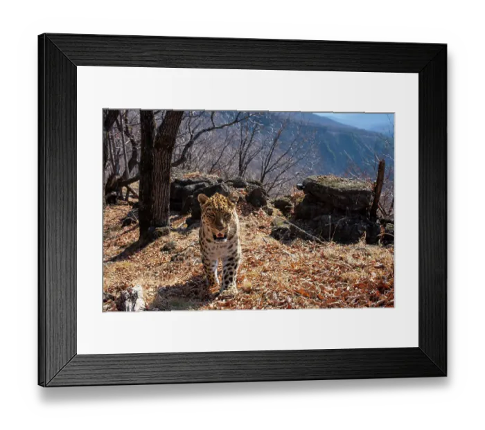 Framed Print : Amur leopard (Panthera pardus orientalis) with ear notch walking up mountain slope with rocks behind, Land of the Leopard National Park, Russian Far East. Critically endangered. Taken with remote camera. April Framed Print : Amur leopard (Panthera pardus orientalis) with ear notch walking up mountain slope with rocks behind, Land of the Leopard National Park, Russian Far East. Critically endangered. Taken with remote camera. April