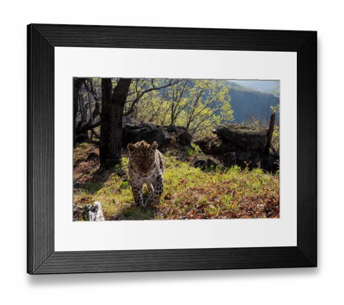 Framed Print : Amur leopard (Panthera pardus orientalis) walking up mountain slope with rocks behind, Land of the Leopard National Park, Russian Far East. Critically endangered. Taken with remote camera. May Framed Print : Amur leopard (Panthera pardus orientalis) walking up mountain slope with rocks behind, Land of the Leopard National Park, Russian Far East. Critically endangered. Taken with remote camera. May