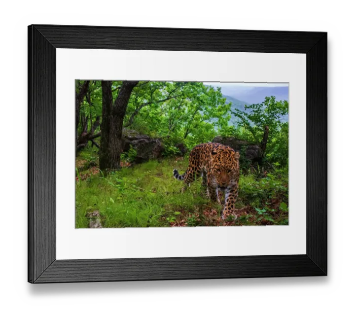 Framed Print : Amur leopard (Panthera pardus orientalis) walking up mountain slope with forest and rocks behind, Land of the Leopard National Park, Russian Far East. Critically endangered. Taken with remote camera. August