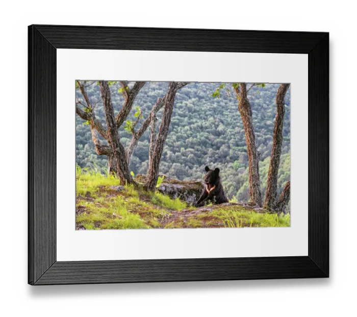 Framed Print : Asian black bear (Ursus thibetanus) cub climbing between rocks on mountain slope, with trees around it and a mountain forest behind, Land of the Leopard National Park, Russian Far East. Taken with remote camera. August Framed Print : Asian black bear (Ursus thibetanus) cub climbing between rocks on mountain slope, with trees around it and a mountain forest behind, Land of the Leopard National Park, Russian Far East. Taken with remote camera. August