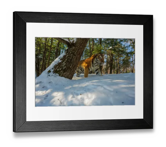 Framed Print : Siberian tiger (Panthera tigris altaica) walking through snowy forest, Land of the Leopard National Park, Russian Far East. Endangered. Taken with remote camera. December Framed Print : Siberian tiger (Panthera tigris altaica) walking through snowy forest, Land of the Leopard National Park, Russian Far East. Endangered. Taken with remote camera. December