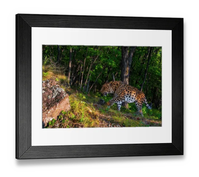 Framed Print : Amur leopard (Panthera pardus orientalis) walking up slope in forest with rock in foreground, Land of the Leopard National Park, Russian Far East. Critically endangered. Taken with remote camera. September Framed Print : Amur leopard (Panthera pardus orientalis) walking up slope in forest with rock in foreground, Land of the Leopard National Park, Russian Far East. Critically endangered. Taken with remote camera. September