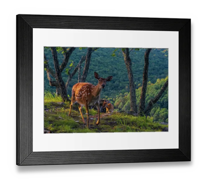 Framed Print : Sika deer (Cervus nippon) mother walking along hilltop as fawn climbs slope between rocks and trees, with mountain forest behind, Land of the Leopard National Park, Russian Far East. Taken with remote camera. September