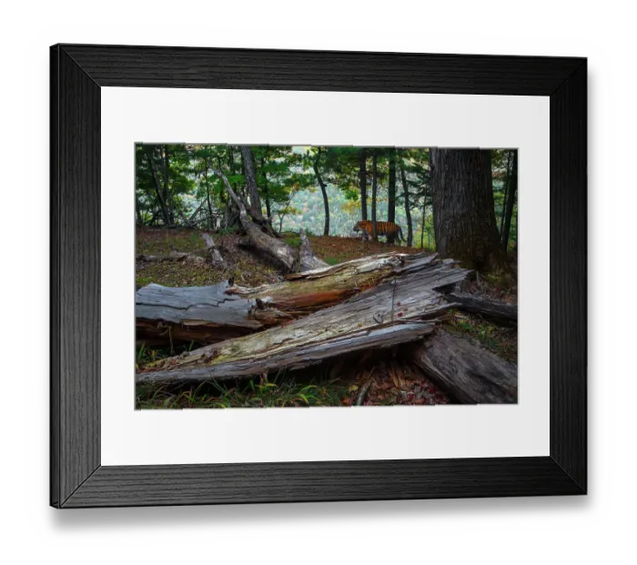 Framed Print : Siberian tiger (Panthera tigris altaica) walking through forest with fallen tree in foreground, Land of the Leopard National Park, Russian Far East. Endangered. Taken with remote camera. September Framed Print : Siberian tiger (Panthera tigris altaica) walking through forest with fallen tree in foreground, Land of the Leopard National Park, Russian Far East. Endangered. Taken with remote camera. September