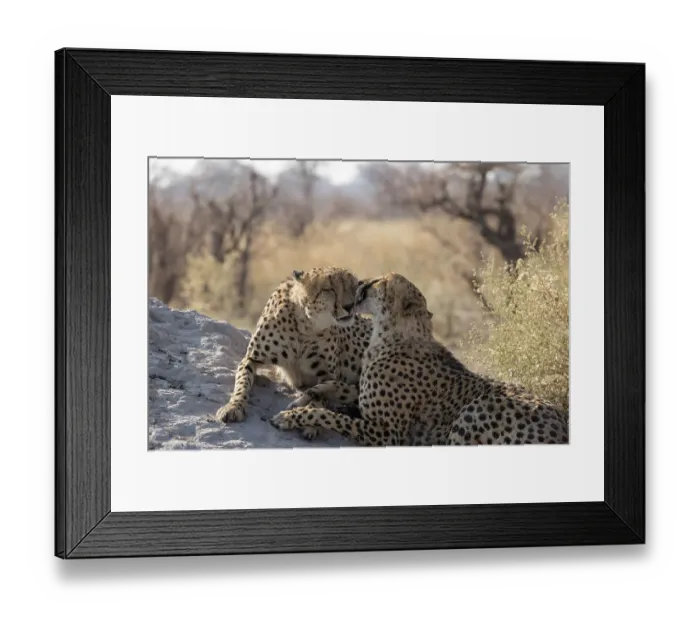 Framed Print : Two Cheetah (Acinonyx jubatus) brothers grooming one another. bonding behaviour, Linyanti, Chobe National Park, Botswana Framed Print : Two Cheetah (Acinonyx jubatus) brothers grooming one another. bonding behaviour, Linyanti, Chobe National Park, Botswana