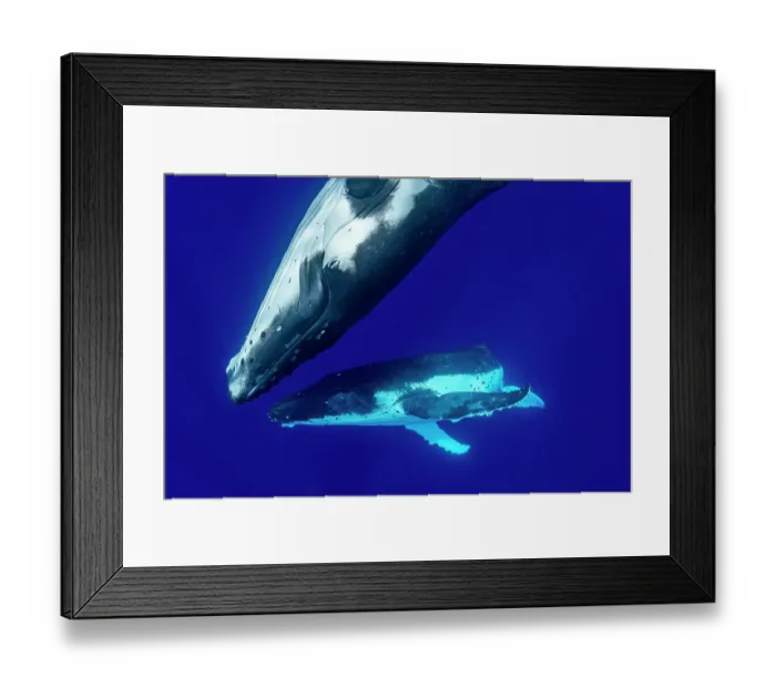 Framed Print : Humpback whales (Megaptera novaeangliae) pair engaging in courtship behavior, dancing for hours, off Tubuai, French Polynesia, Pacific Ocean Framed Print : Humpback whales (Megaptera novaeangliae) pair engaging in courtship behavior, dancing for hours, off Tubuai, French Polynesia, Pacific Ocean