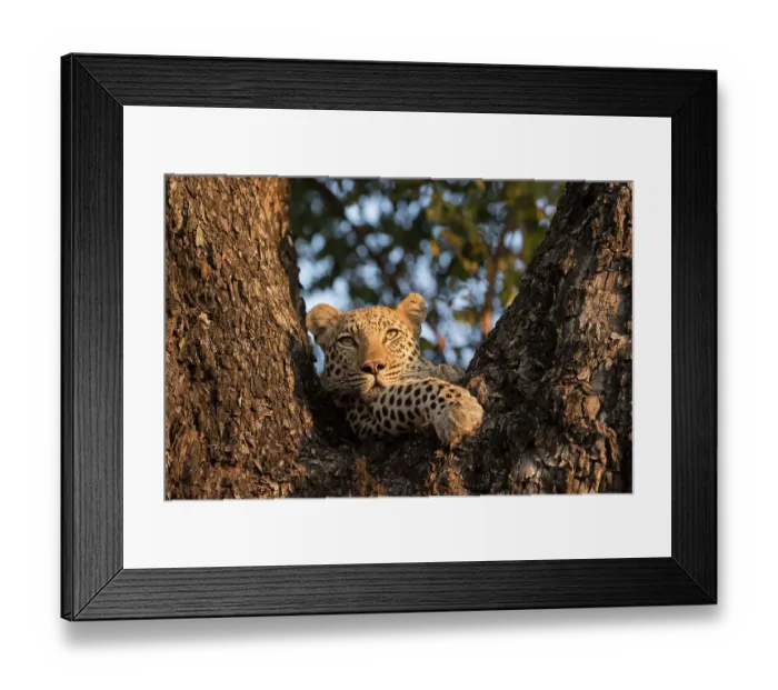 Framed Print : Female Leopard (Panthera pardus), aged five years, staring from tree hide. Okavango Delta, Botswana Framed Print : Female Leopard (Panthera pardus), aged five years, staring from tree hide. Okavango Delta, Botswana