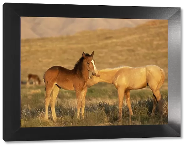 Two wild Onaqui colts (Equus ferus) greeting one another. Onaqui Mountain Herd Management Area, Utah, USA. September