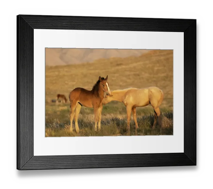 Framed Print : Two wild Onaqui colts (Equus ferus) greeting one another. Onaqui Mountain Herd Management Area, Utah, USA. September Framed Print : Two wild Onaqui colts (Equus ferus) greeting one another. Onaqui Mountain Herd Management Area, Utah, USA. September