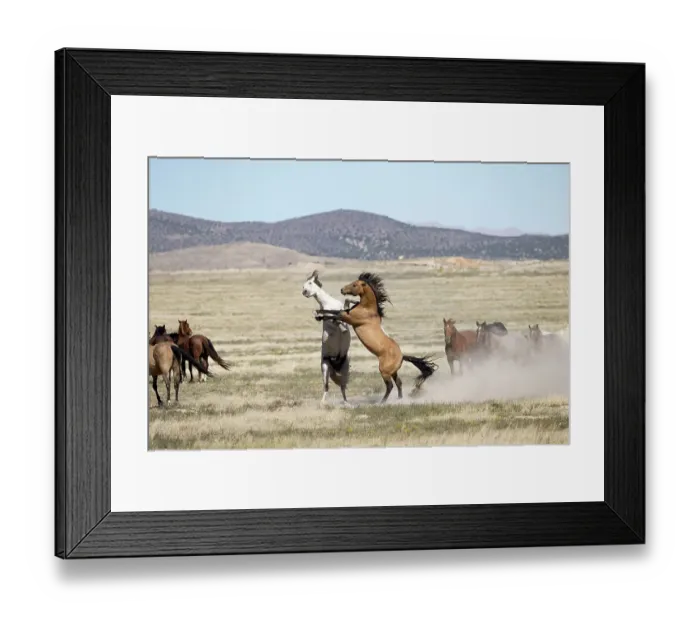 Framed Print : Two wild Onaqui stallions (Equus ferus) fighting for dominance in between their respective herd. Onaqui Mountain Herd Management Area, Utah, USA. September Framed Print : Two wild Onaqui stallions (Equus ferus) fighting for dominance in between their respective herd. Onaqui Mountain Herd Management Area, Utah, USA. September
