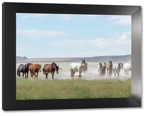 Herd of wild Onaqui horses (Equus ferus) trotting in dust. Onaqui Mountain Herd Management Area, Utah, USA. September
