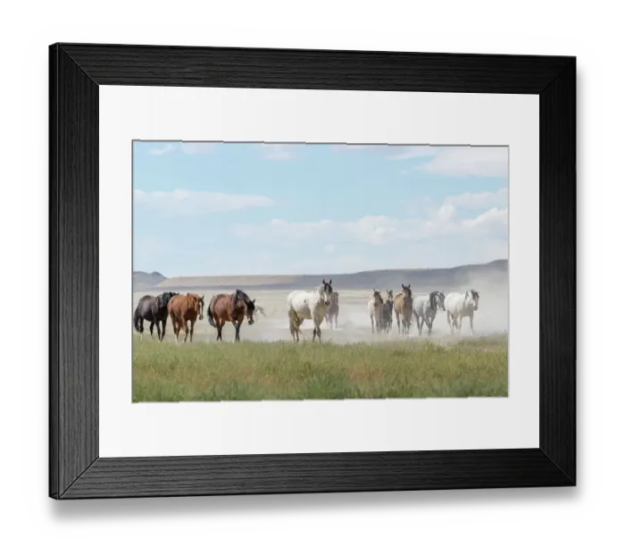 Framed Print : Herd of wild Onaqui horses (Equus ferus) trotting in dust. Onaqui Mountain Herd Management Area, Utah, USA. September Framed Print : Herd of wild Onaqui horses (Equus ferus) trotting in dust. Onaqui Mountain Herd Management Area, Utah, USA. September