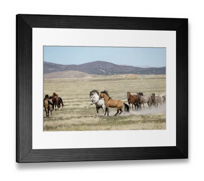 Framed Print : Two wild Onaqui stallions (Equus ferus) fighting for dominance in between their respective herd. Onaqui Mountain Herd Management Area, Utah, USA. September Framed Print : Two wild Onaqui stallions (Equus ferus) fighting for dominance in between their respective herd. Onaqui Mountain Herd Management Area, Utah, USA. September