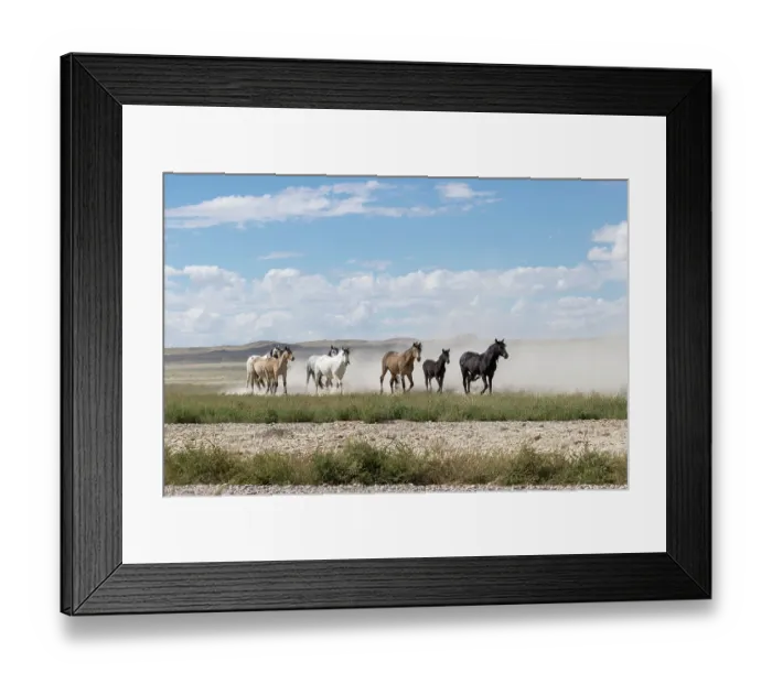 Framed Print : Herd of wild Onaqui horses (Equus ferus) trotting in dust. Onaqui Mountain Herd Management Area, Utah, USA. September Framed Print : Herd of wild Onaqui horses (Equus ferus) trotting in dust. Onaqui Mountain Herd Management Area, Utah, USA. September