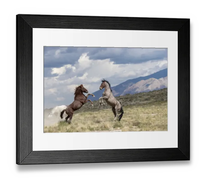 Framed Print : Two wild Onaqui stallions (Equus ferus) fighting for dominance. Onaqui Mountain Herd Management Area, Utah, USA. September Framed Print : Two wild Onaqui stallions (Equus ferus) fighting for dominance. Onaqui Mountain Herd Management Area, Utah, USA. September