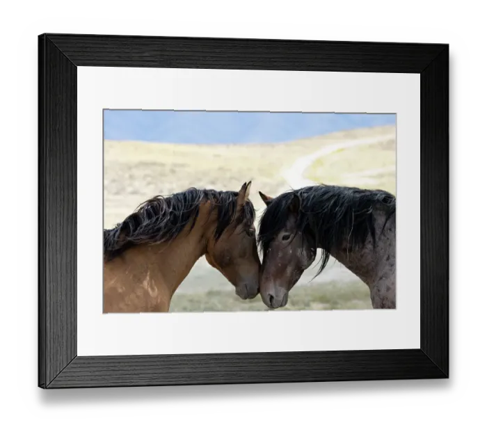Framed Print : Two wild Onaqui stallions (Equus ferus) greeting one another. Onaqui Mountain Herd Management Area, Utah, USA. September Framed Print : Two wild Onaqui stallions (Equus ferus) greeting one another. Onaqui Mountain Herd Management Area, Utah, USA. September