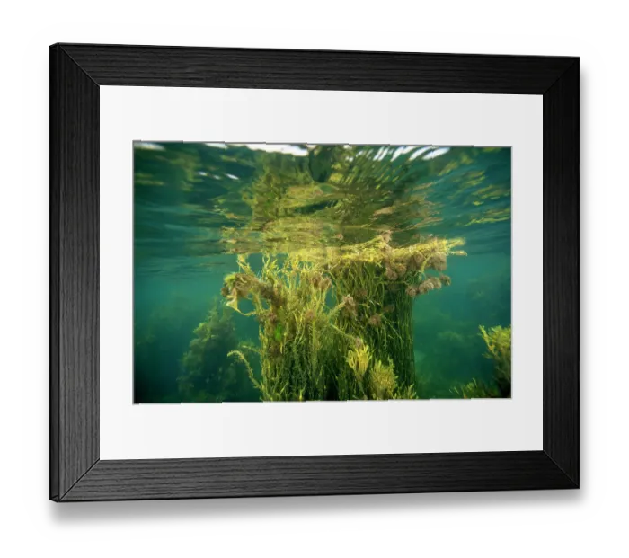 Framed Print : Norway's laminaria (Ascophyllum nodosum) growing up towards the surface in clear, shallow sea, Aberffraw, Anglesey, Wales, Irish Sea, UK. July Framed Print : Norway's laminaria (Ascophyllum nodosum) growing up towards the surface in clear, shallow sea, Aberffraw, Anglesey, Wales, Irish Sea, UK. July