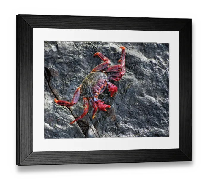Framed Print : Red rock crab (Grapsus adscensionis) grazing on algae from rock, Tenerife, Canary Islands, October Framed Print : Red rock crab (Grapsus adscensionis) grazing on algae from rock, Tenerife, Canary Islands, October