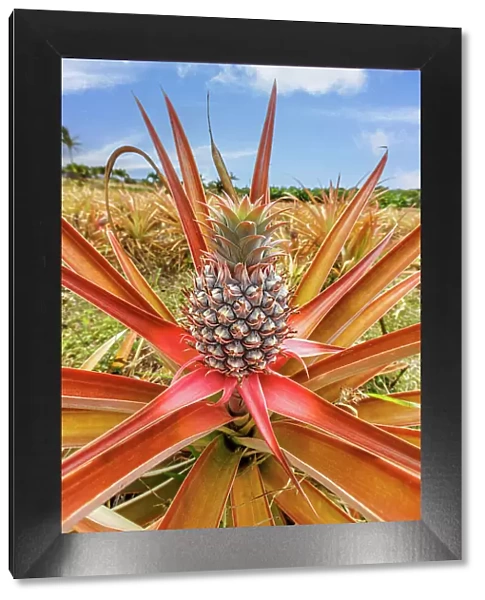 Red pineapple (Ananas bracteatus) with fruit, Maui, Hawaii, USA