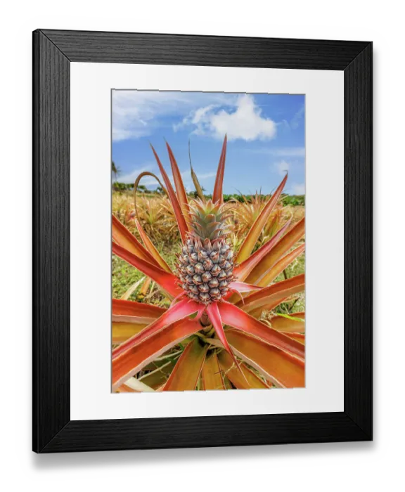 Framed Print : Red pineapple (Ananas bracteatus) with fruit, Maui, Hawaii, USA Framed Print : Red pineapple (Ananas bracteatus) with fruit, Maui, Hawaii, USA