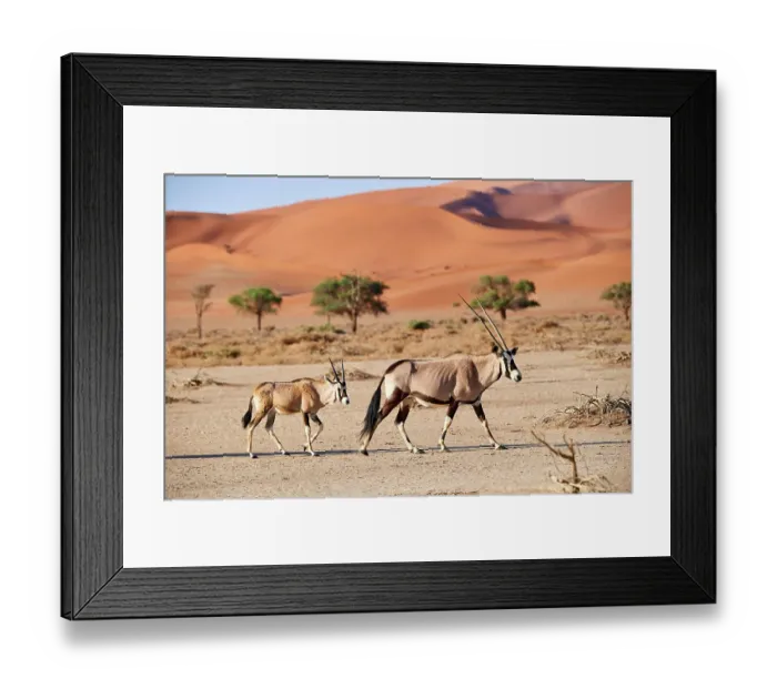 Framed Print : Gemsbok (Oryx gazella) female and calf walking past sand dune, Sossusvlei UNESCO World Heritage Site, Namib desert, Namib-Naukluft National Park, Namibia Framed Print : Gemsbok (Oryx gazella) female and calf walking past sand dune, Sossusvlei UNESCO World Heritage Site, Namib desert, Namib-Naukluft National Park, Namibia